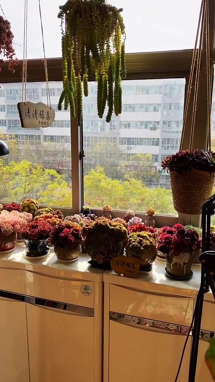 嫁了位爱养花的丈夫,阳台的这幕,这是养花,还是住人啊?