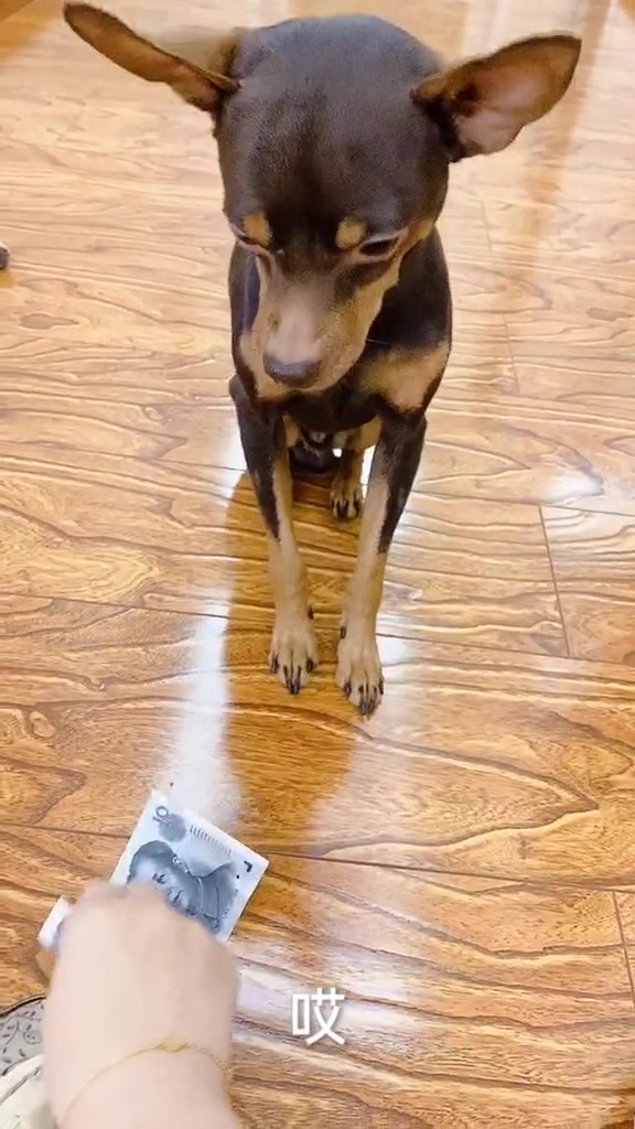 鹿犬想吃肉,主人让它拿钱交换,接下来鹿犬的反应搞笑了