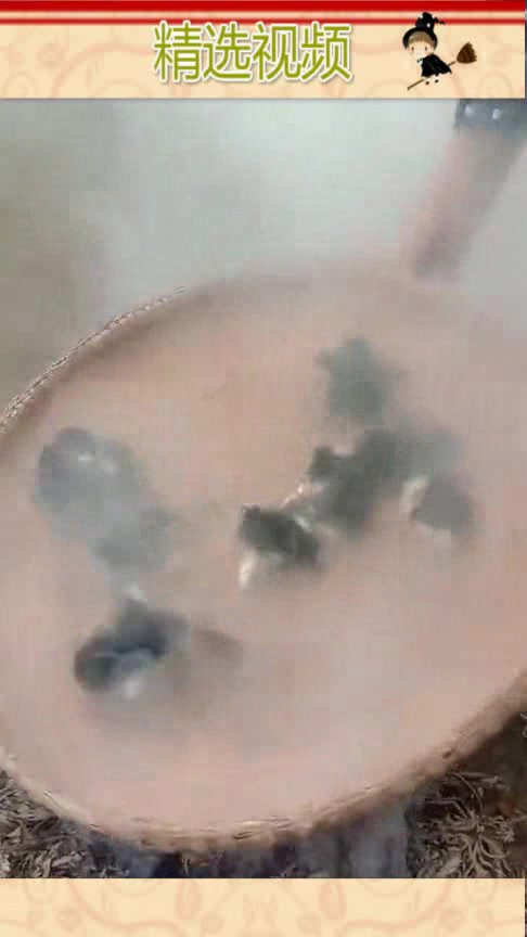 小鸡宝宝刚出生没多久,老人就拿烟熏一下,说这样才不会得病