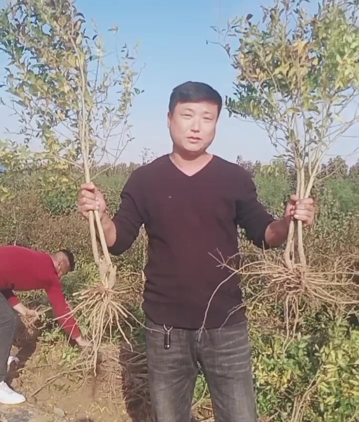 软籽石榴树苗介绍1公分软籽石榴苗价格#软籽石榴树苗