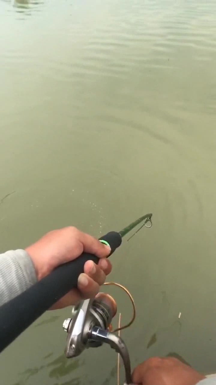 三十块钱一斤的虾钓十多块钱一斤的鱼!这鱼钓的!有点不划算啊!