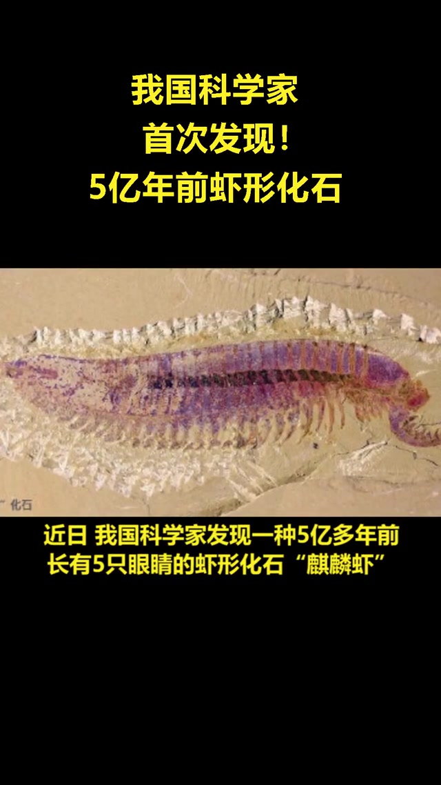 我国科学家首次发现5亿年前虾形化石