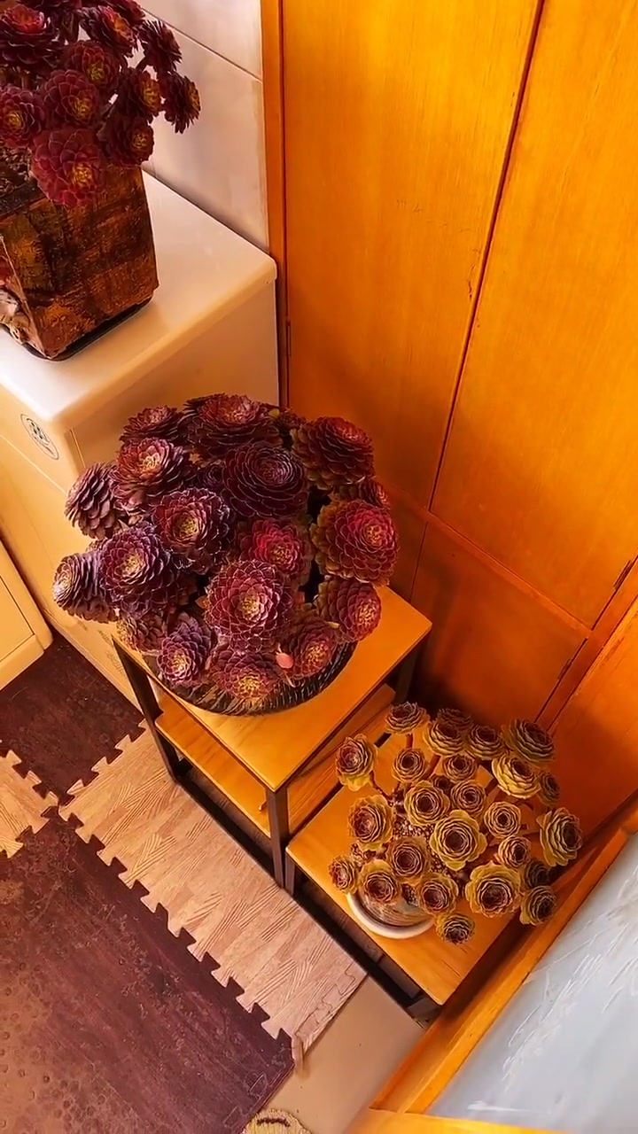 千万别在阳台养多肉,恕我直言,太让人上瘾了!