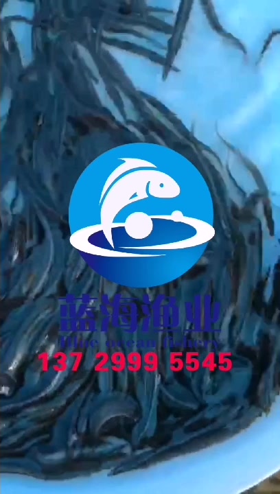 刺鳅养殖技术 鱼苗批发 刀鳅鱼苗 纳锥鱼苗