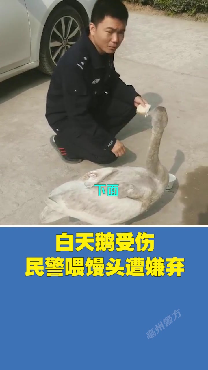 民警救助受伤白天鹅,喂馒头时遭嫌弃!天鹅:就拿这个忽悠我?