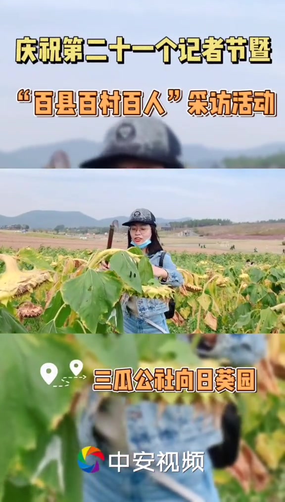 庆祝第21个记者节暨“百县百村百人”采访活动 在三瓜公社向日葵园
