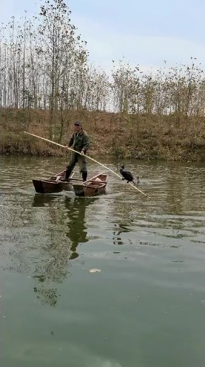 鱼鹰抓鱼快直播了
