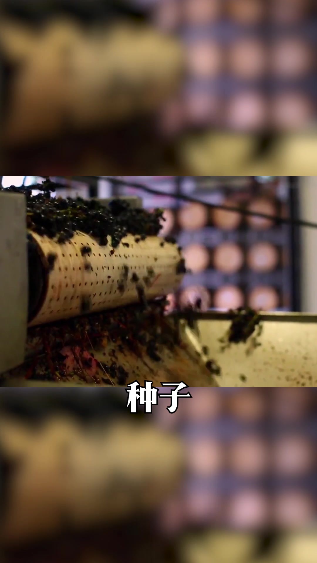 红酒中的单宁指的是什么?