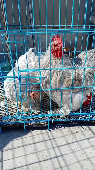 观赏鸡,薰衣草科饮球鸡,