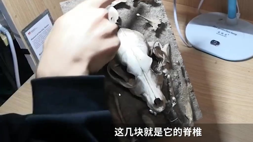 【上海一大学生将流浪狗头骨制成标本】近日,华东理工大学 的姜曈和同学在校园的一条栈道下,发