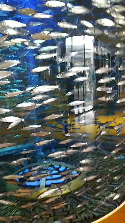 水族馆里的观赏鱼