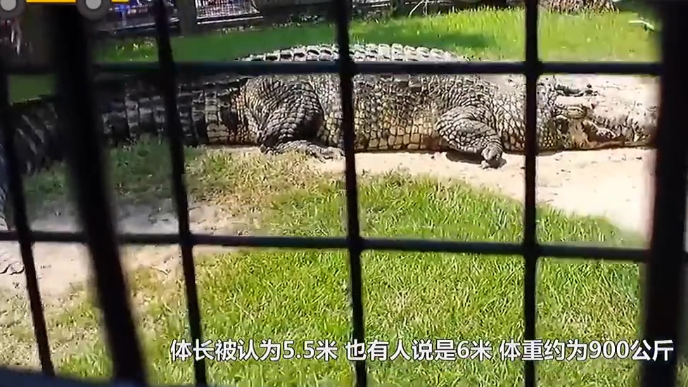 来看一下6只世界上的大鳄鱼????