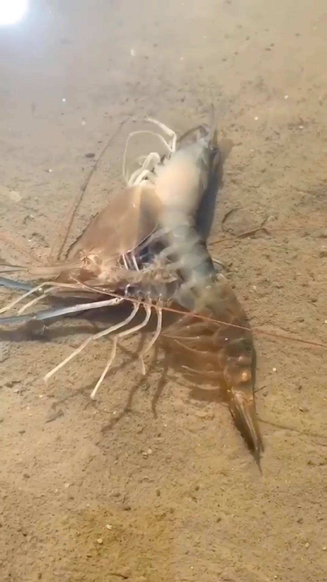 一只虾蜕壳的全过程,网友:一切努力只是为了更好吃的自己