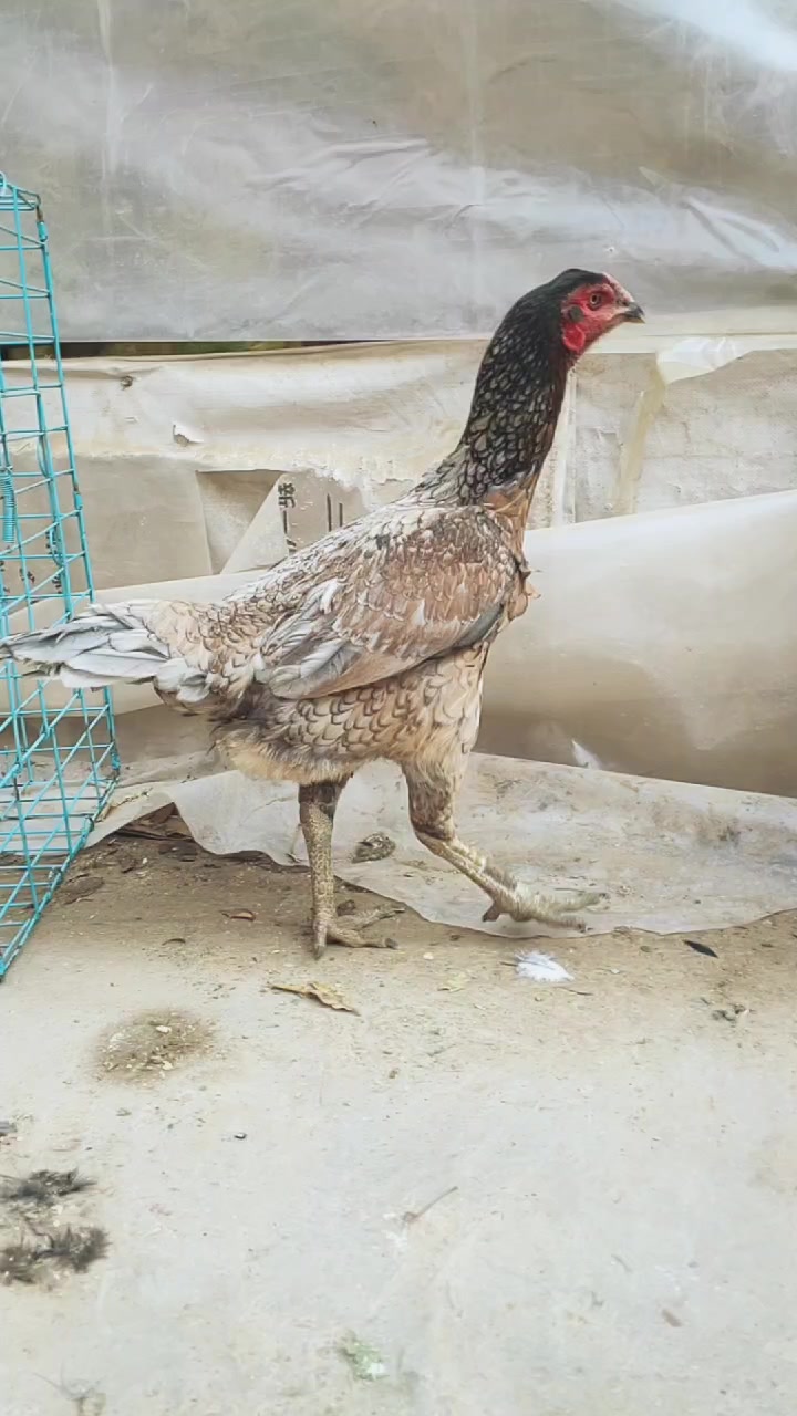 大冠斗鸡越南斗鸡斗鸡比赛鬼子斗鸡种蛋斗鸡养殖技术斗鸡价格