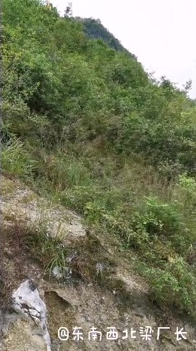 广西原鸡养殖基地:梁厂长经过一年多的精心培育,原鸡终于长大了