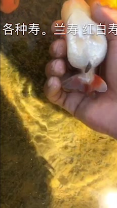 各种兰寿金鱼。好几个视频在一起的