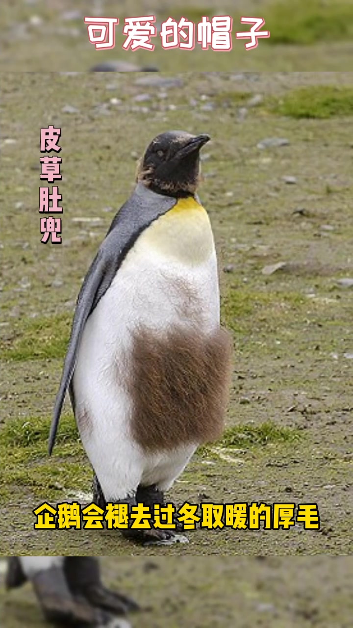 “戴帽子”的企鹅宝宝,也太可爱了!