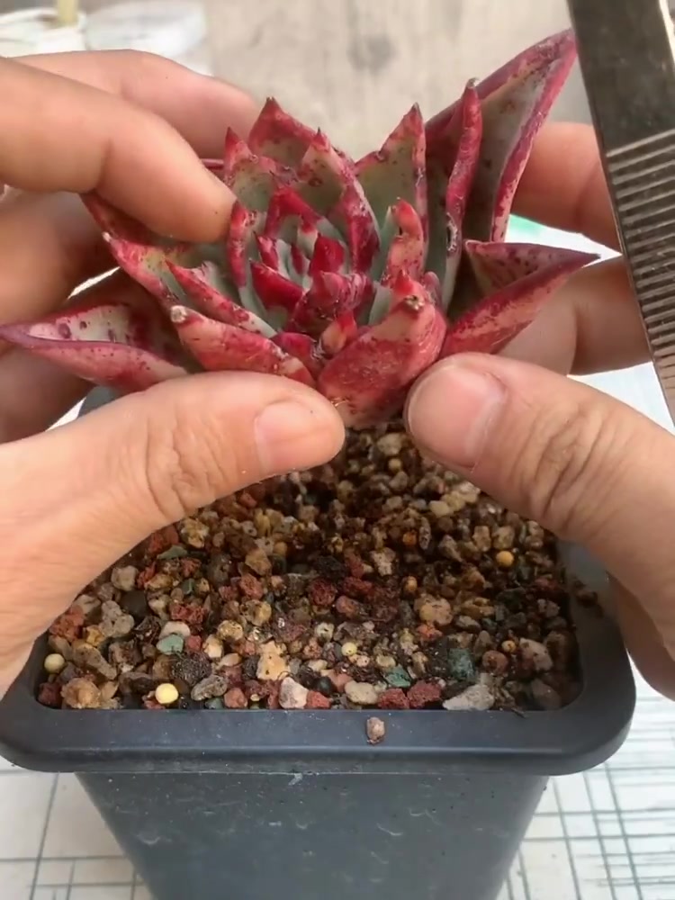 刚种上的多肉,为什么不能乱动呢
