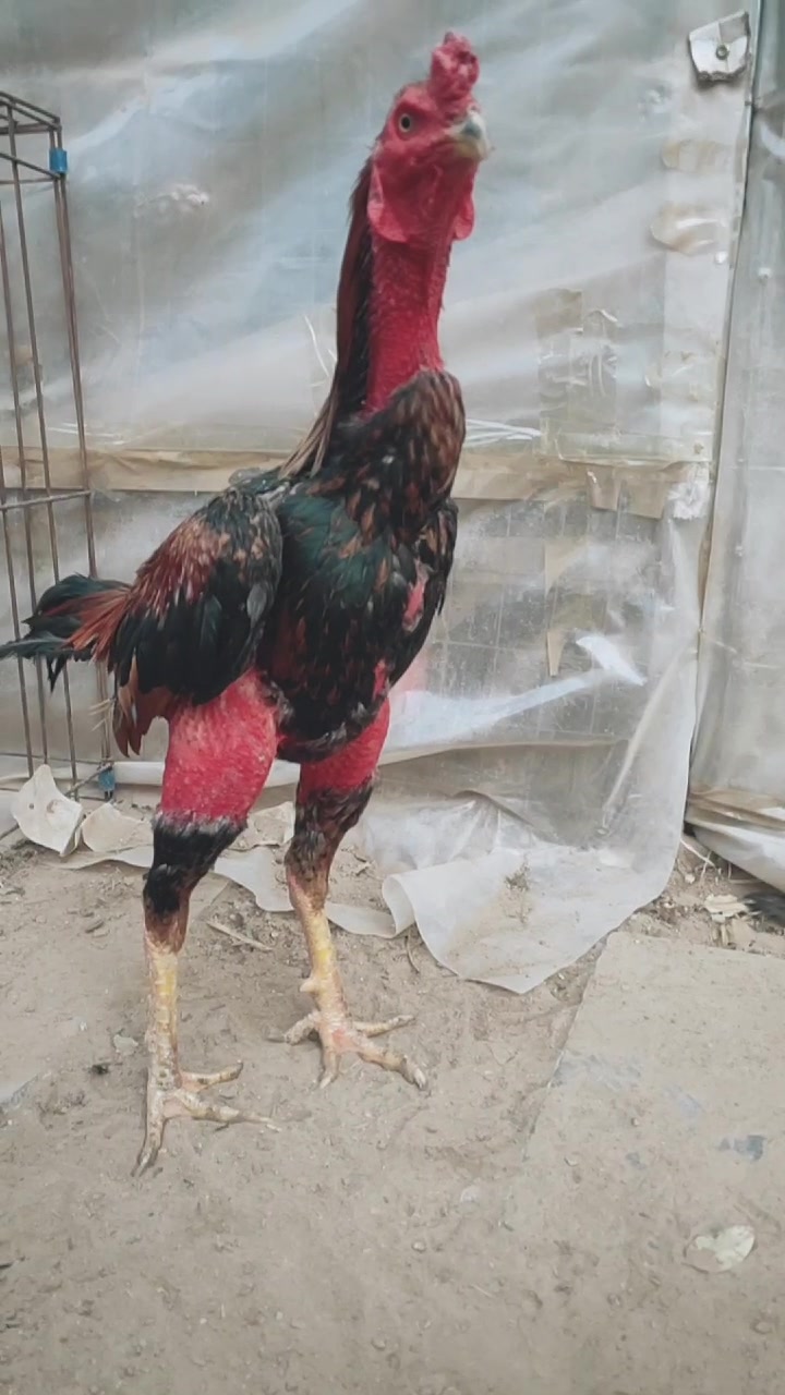 热门老虎毛斗鸡越南鬼子斗鸡斗鸡价格斗鸡活体斗鸡苗大骨架斗鸡