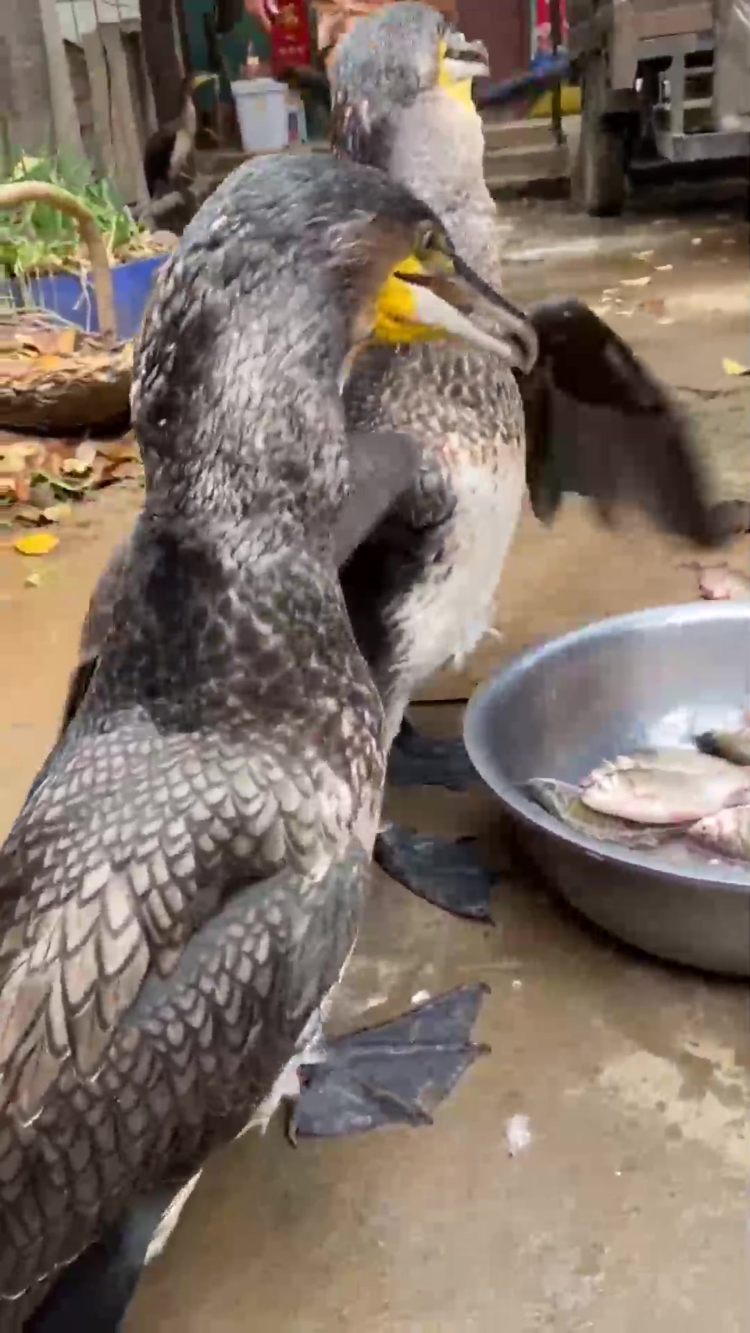 当鱼鹰看到鱼时,接下来一幕,网友:这辈子没吃过鱼吗?