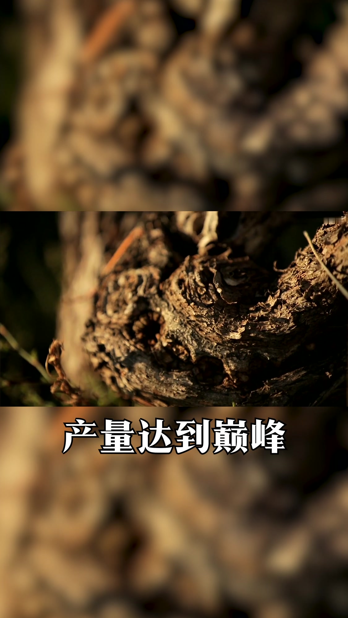 红酒科普|什么是老藤葡萄酒?
