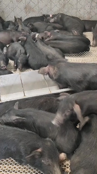 藏香猪有名人参猪,瘦肉型猪种抗寒抗热,