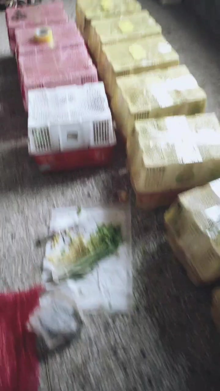 越南鬼子斗鸡斗鸡价格斗鸡养殖鬼子斗鸡