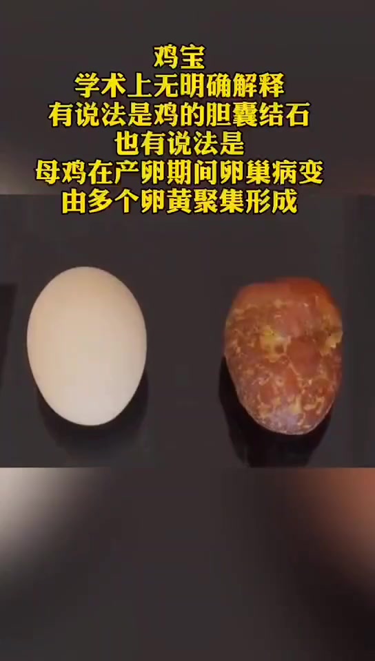 汕头一村民宰杀老母鸡发现“鸡宝” 风干后有90多克