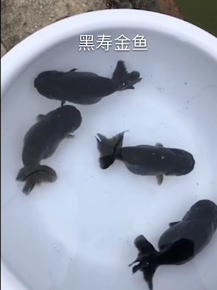 黑寿金鱼。太个性了