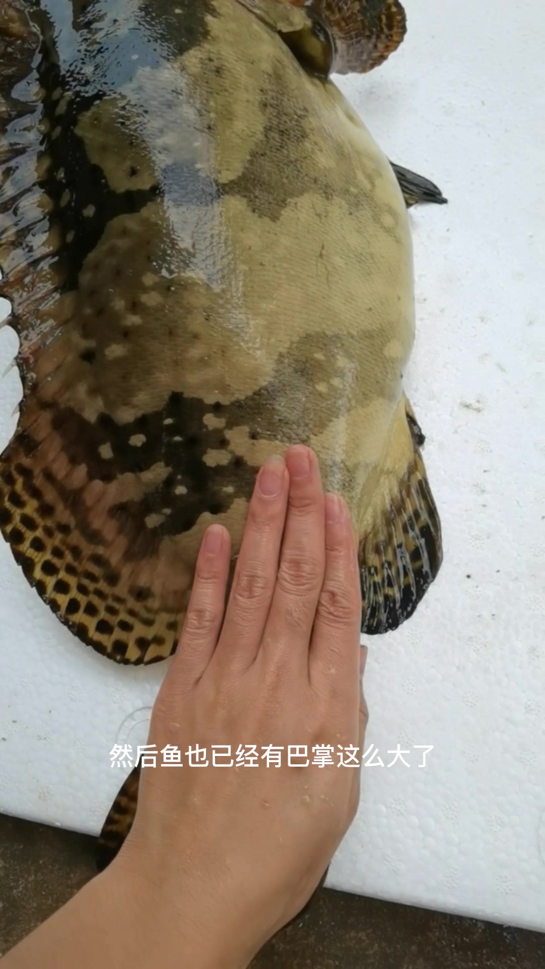 深海怪物(龙趸珍珠石斑鱼)