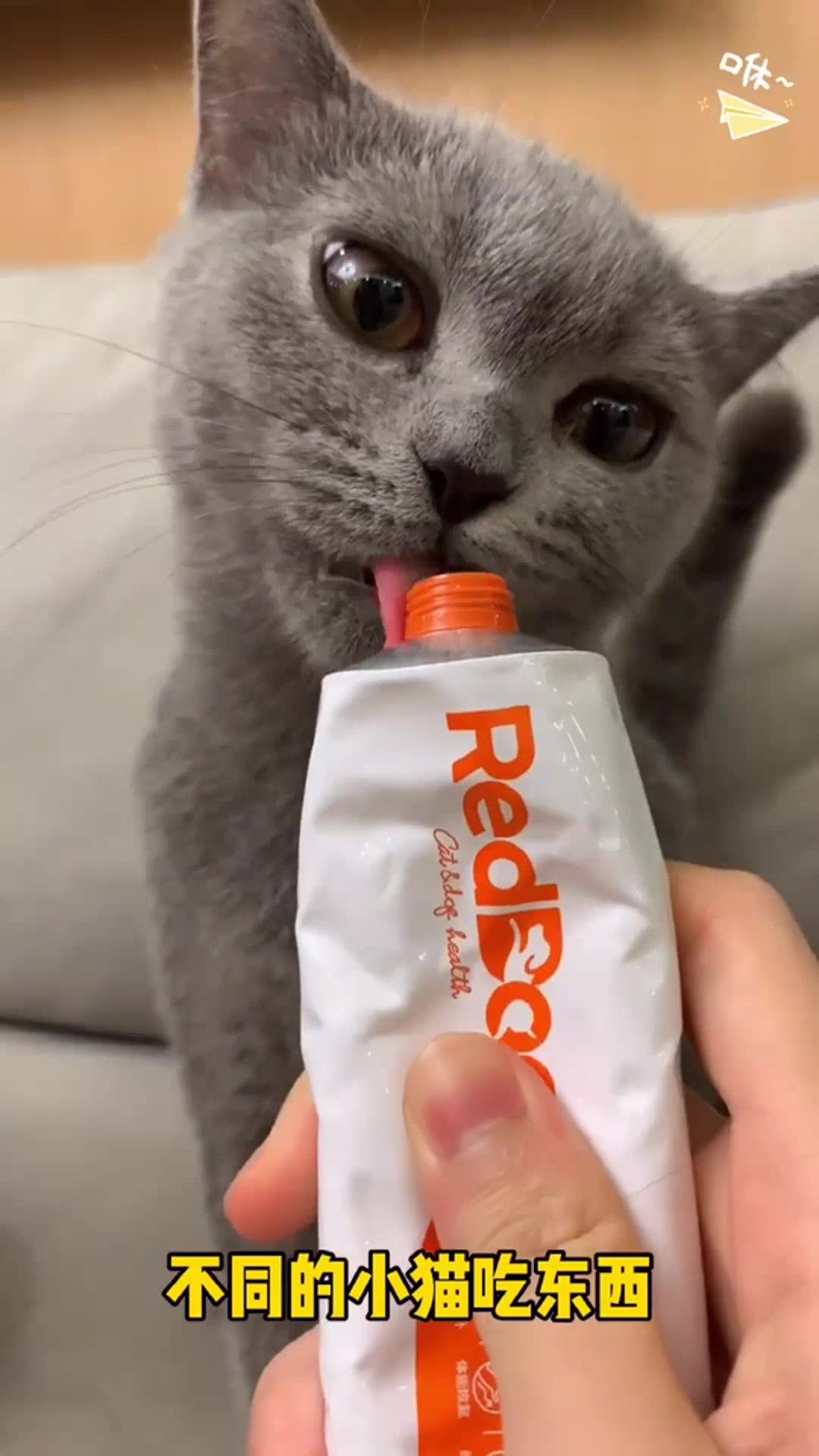 不同的小猫吃东西也太可爱了吧!