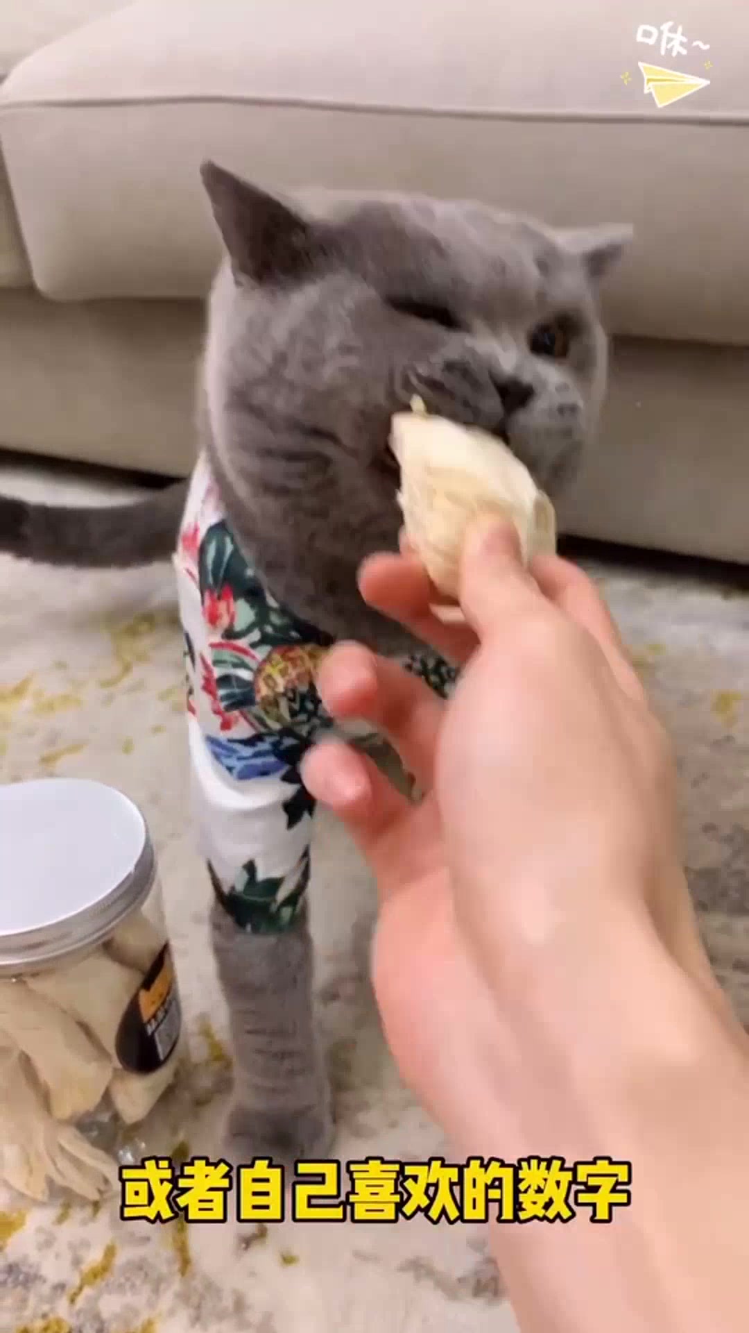小猫起名记,你家小猫叫什么名字呢?