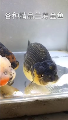 各种精品兰寿金鱼+好看又可爱