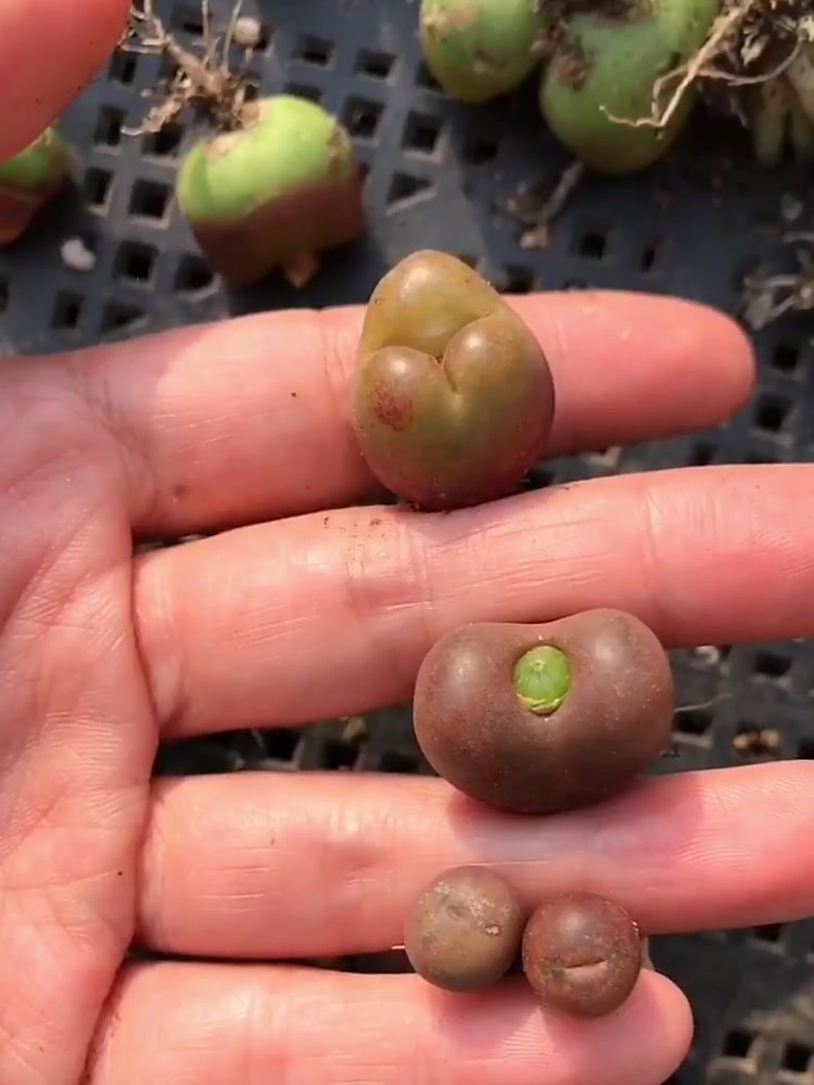 看看这些全都是肉锥,肉友们喜欢吗