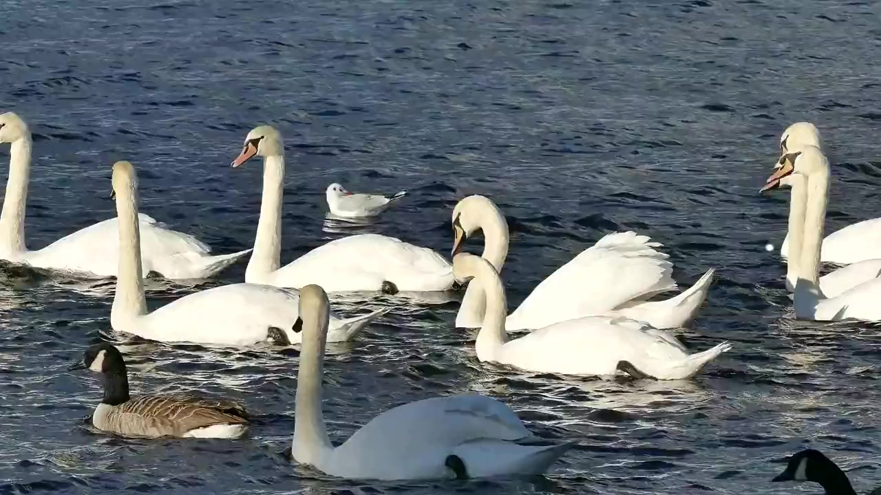 【警惕!山西发生野生天鹅禽流感疫情:发病2羽,死亡2羽】11月26日,农业农村部接到中国动