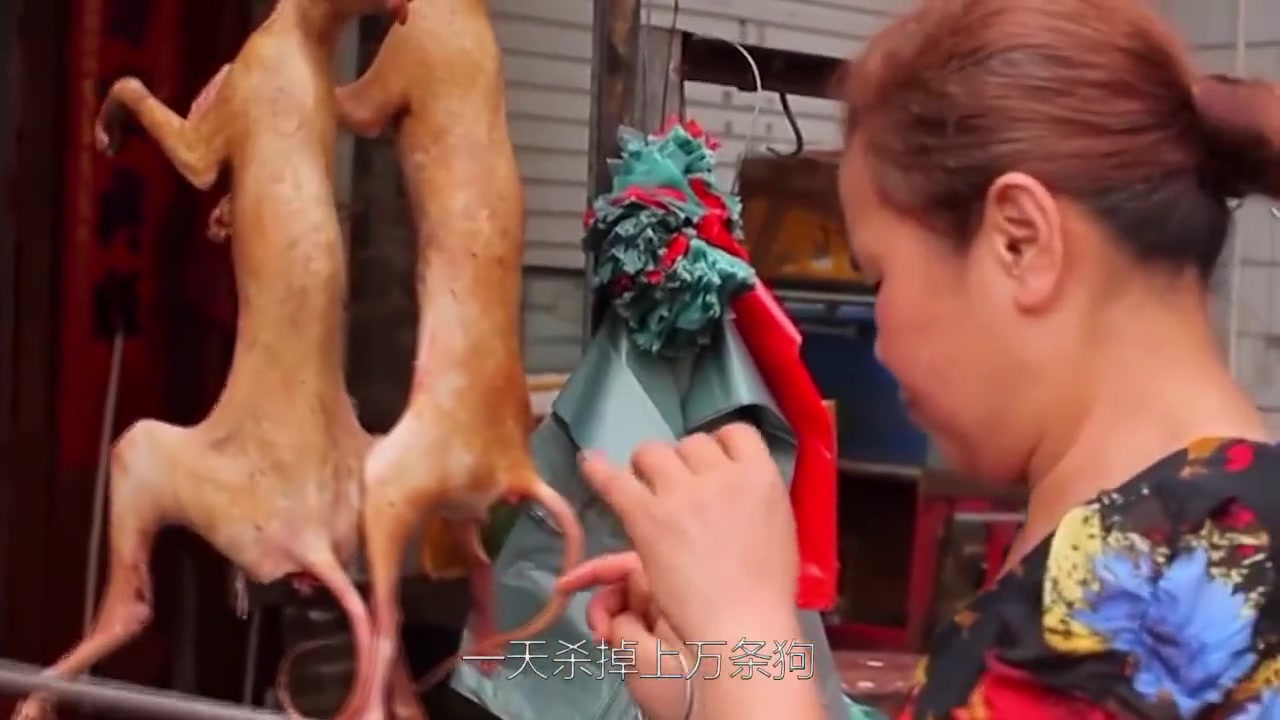 狗肉可吃不可吃?玉林狗肉节10天吃掉上万只狗狗,镜头记录全过程。