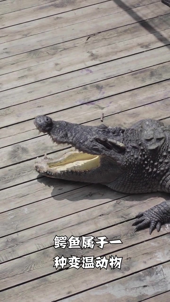 鳄鱼为什么会张着嘴一动不动?