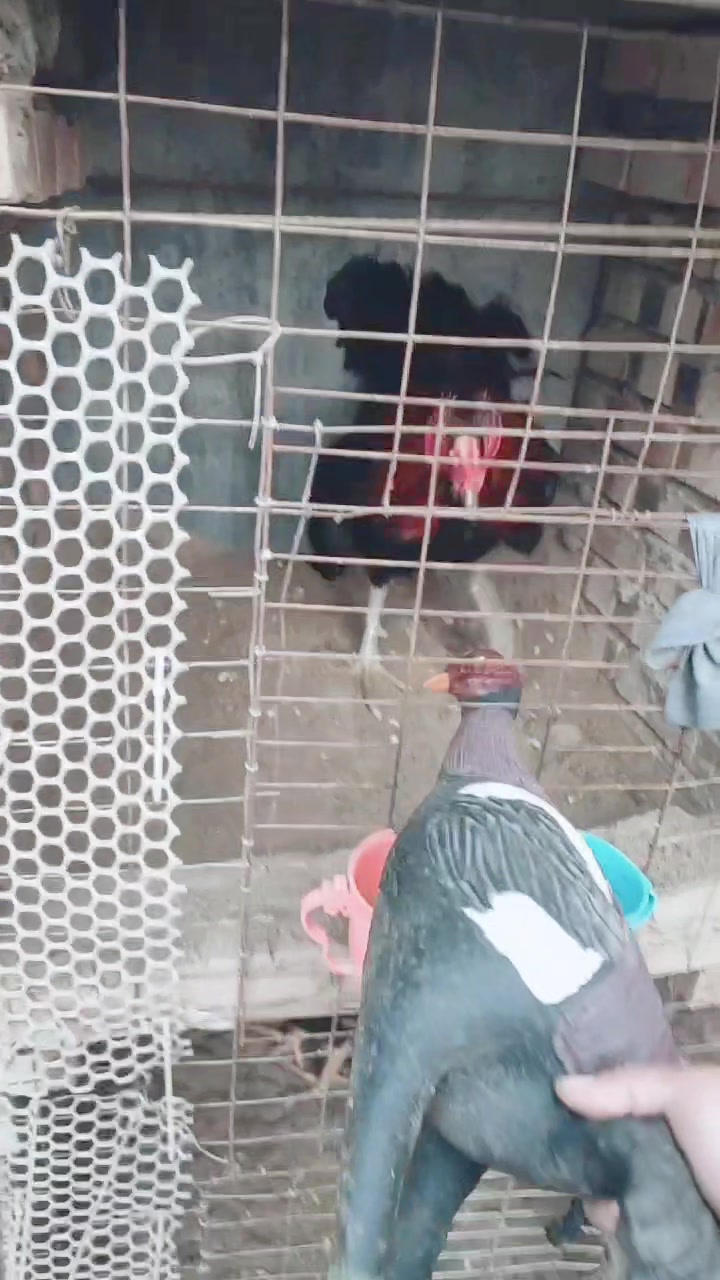 越南斗鸡斗鸡蛋斗鸡苗斗鸡养殖技术斗鸡价格斗鸡训练