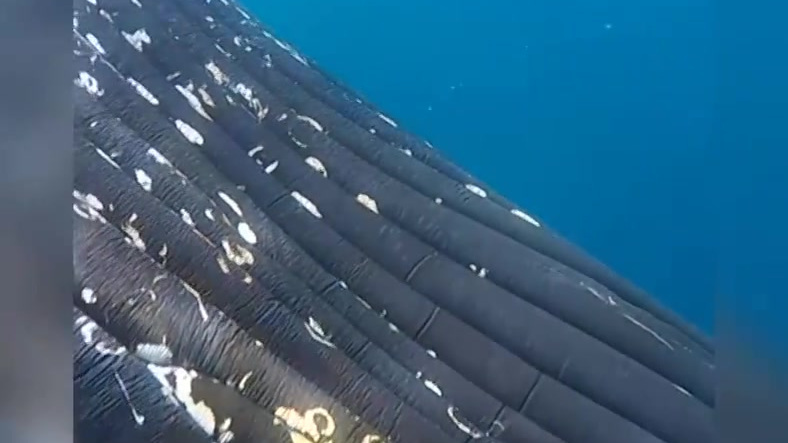 野外摄影师在南极洲海下近距离拍到的座头鲸,那温柔且充满好奇的双眼仿佛海洋正在凝视着你。