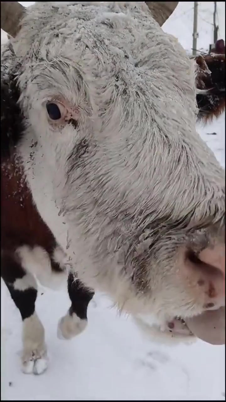 牛肉味?牛:有点二大爷的味道……