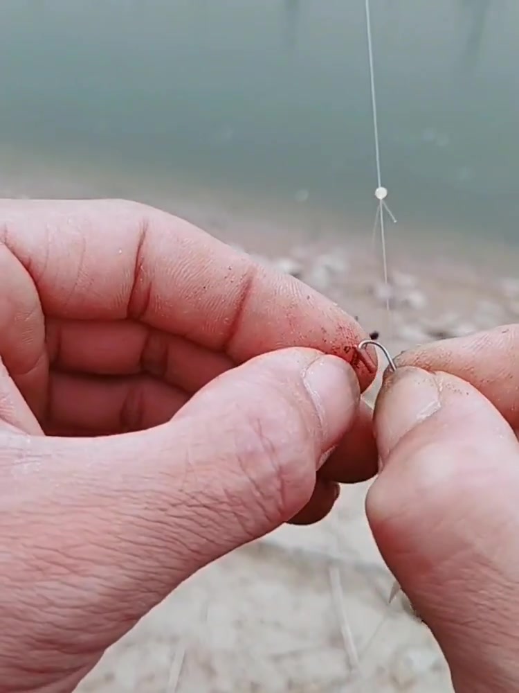 钓鱼教程:用串钩挂蚯蚓的小技巧