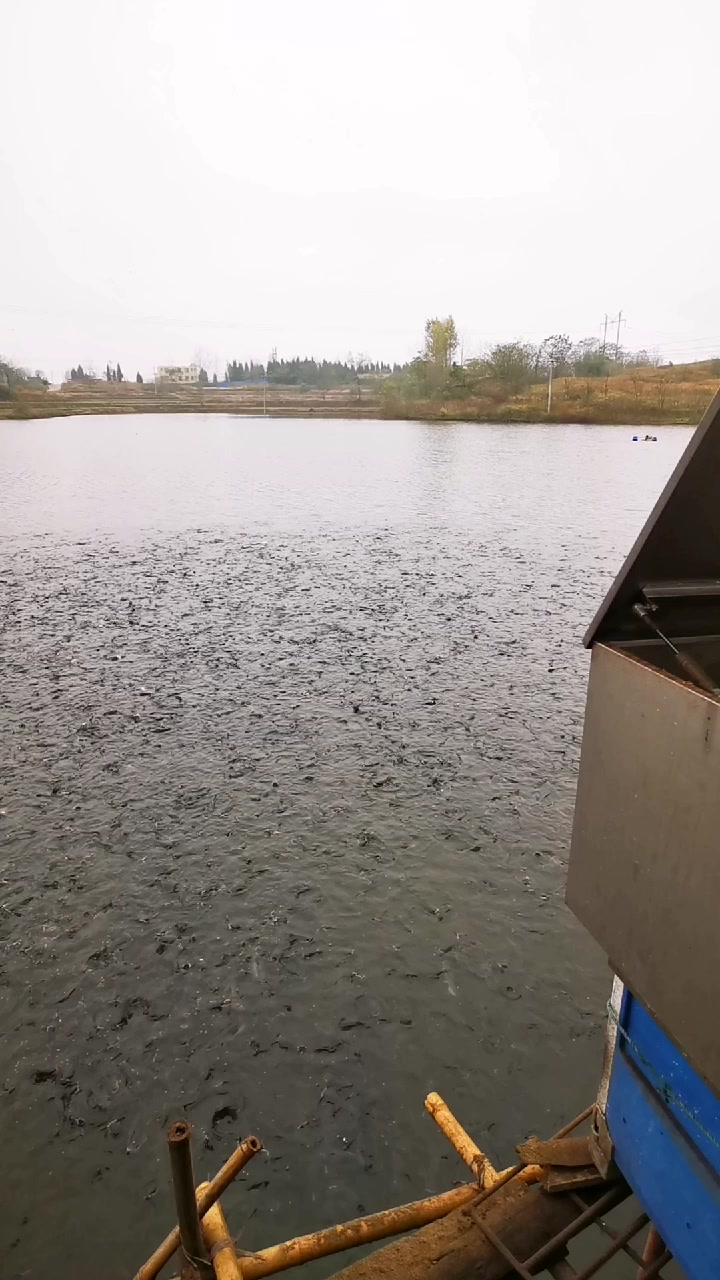 高密度养殖清江鱼,生态水库养殖