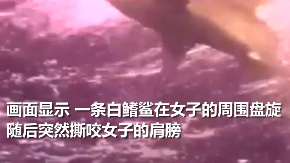 【女游客潜水时突遭鲨鱼撕咬 教练奋不顾身上前救援 结局出人意料】据外媒报道,12月2日,一