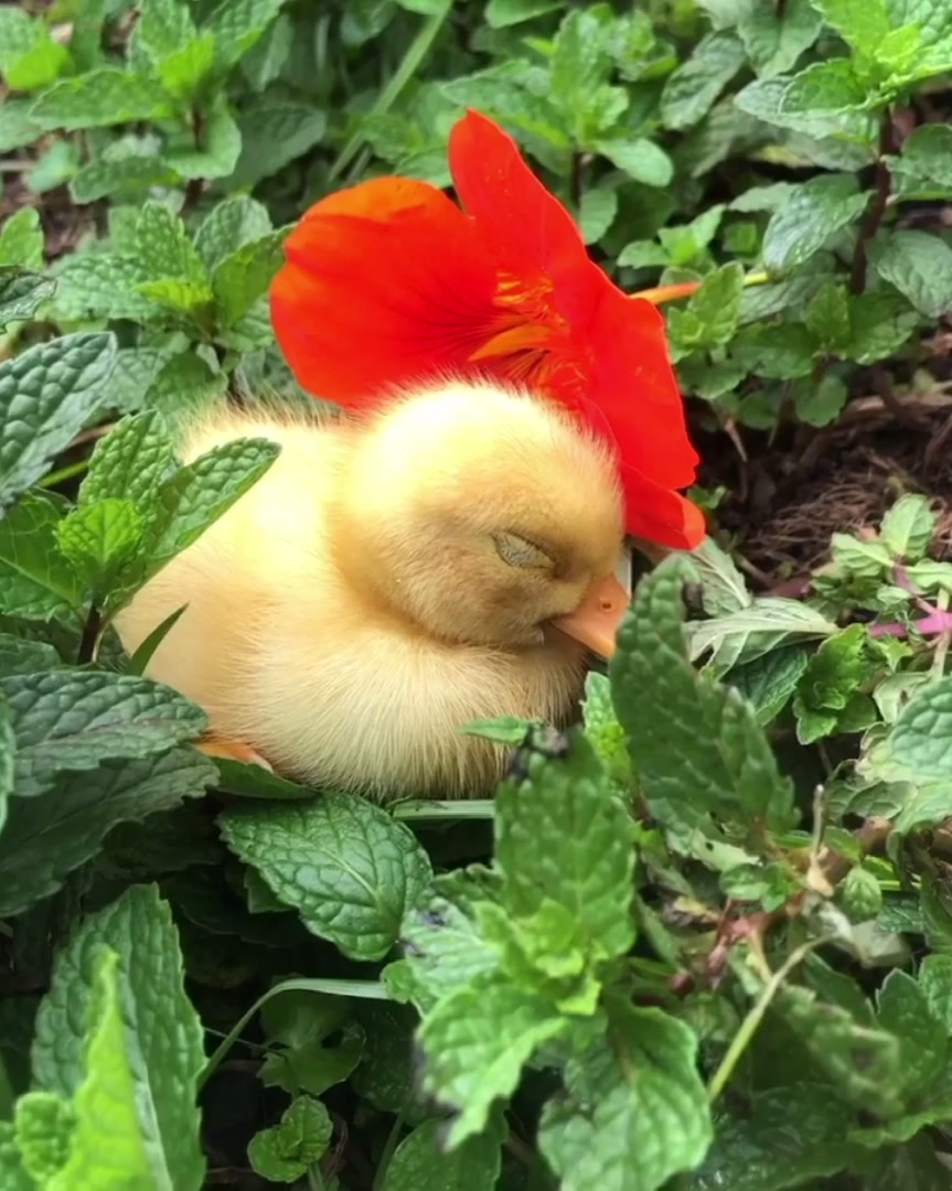 之前那只戴着花花当太阳帽的小鸭子,已经长成大白鸭啦