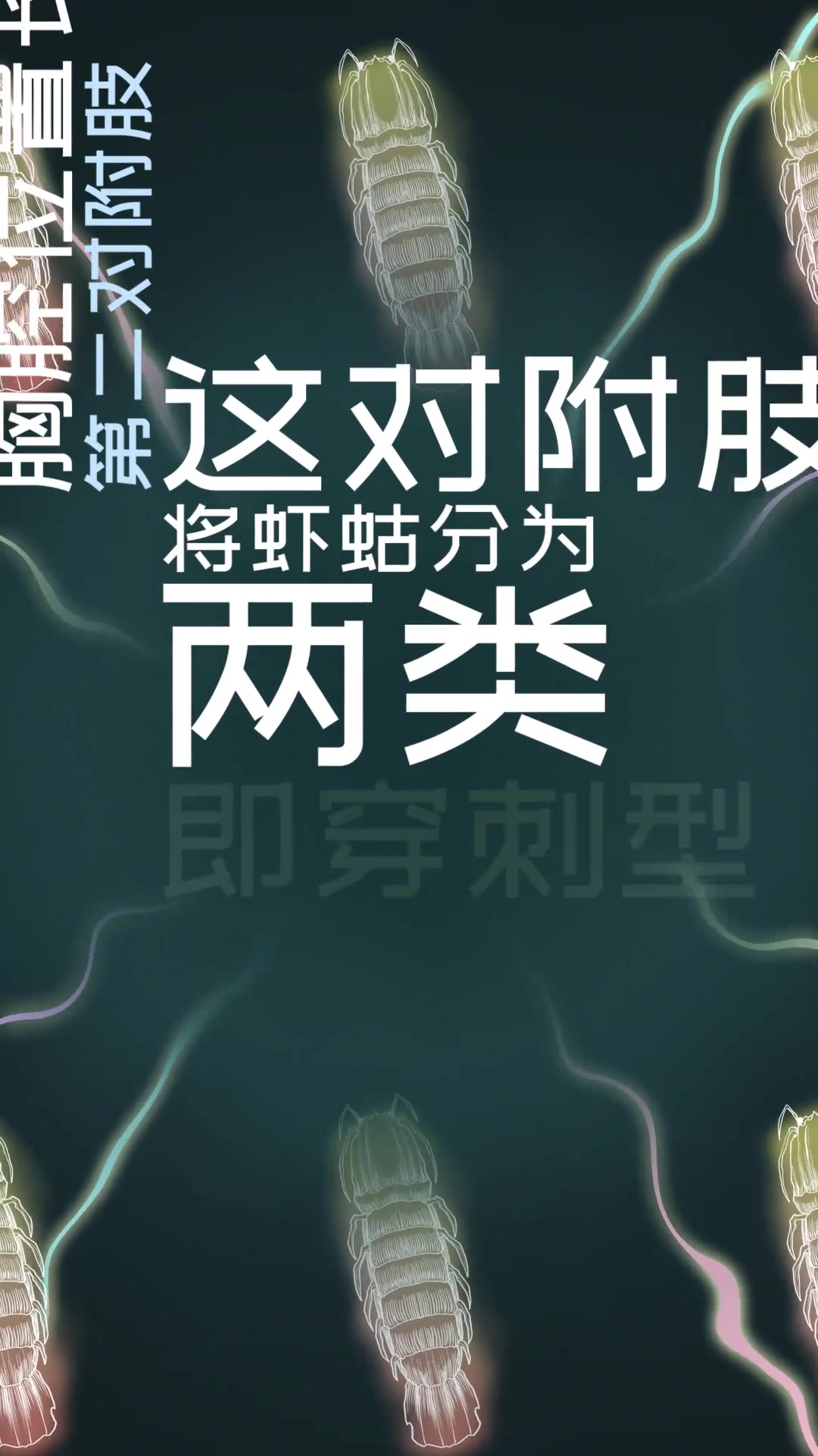 虾蛄是虾的一种吗?