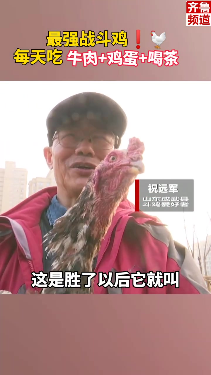 菏泽70岁老人讲述“最强”斗鸡养成史:平日里吃牛肉喝绿茶