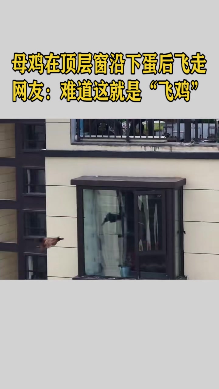 母鸡在顶层窗沿下蛋后飞走,网友:看!“飞鸡”!