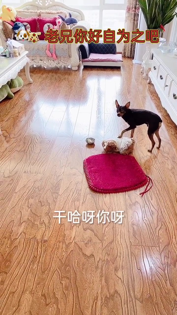 小鹿犬不愿意听主人唱歌没肉吃,瞧它的做法太可爱了,看完别笑