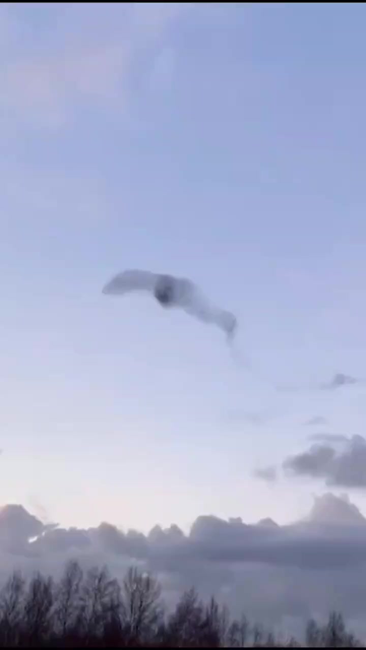 椋鸟群在空中变化出鸭子形状