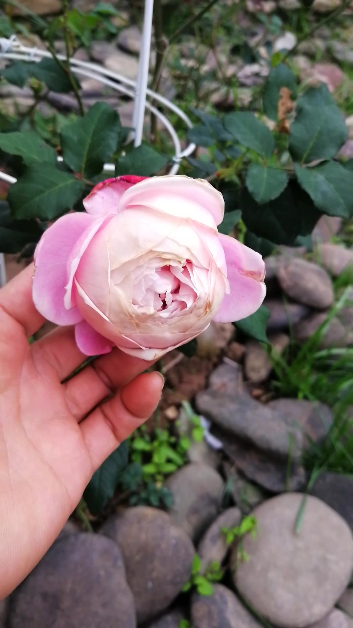 草莓杏仁饼和羽毛的冬花